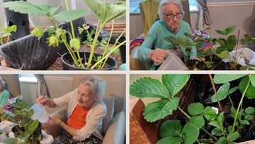 Widnes care home Residents grow strawberries this spring